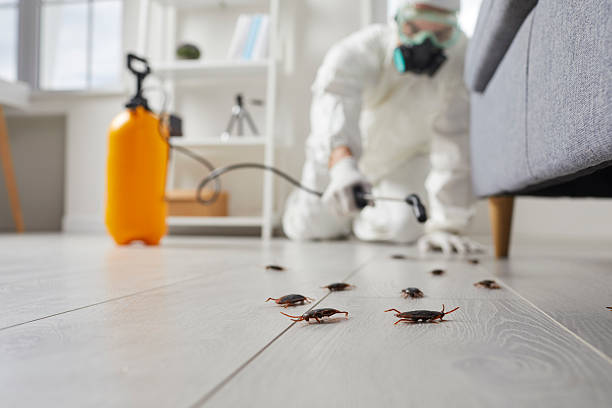 Post-Treatment Bed Bug Interceptor Monitoring in Phoenix
